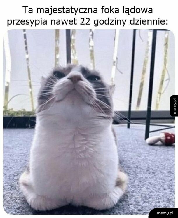 Kot siedzący w specyficzny sposób przypominający fokę