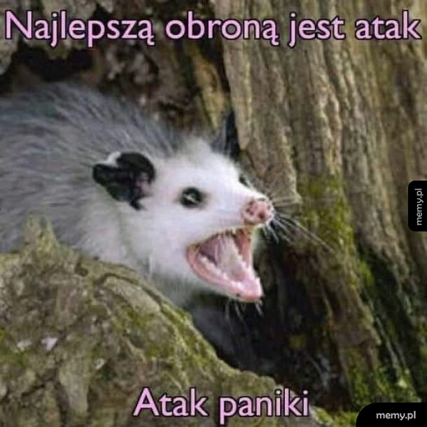 Szarżujący opos wyszczerzający zęby z dziupli w drzewie