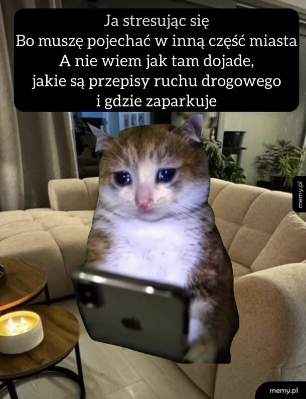 Smutny kot patrzący w ekran telefonu w salonie.
