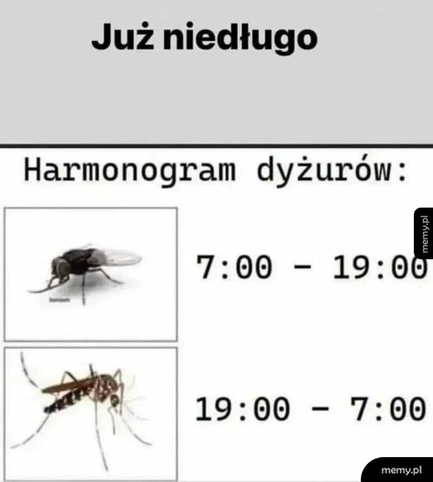 Mem z harmonogramem dyżurów muchy i komara z napisem Już niedługo