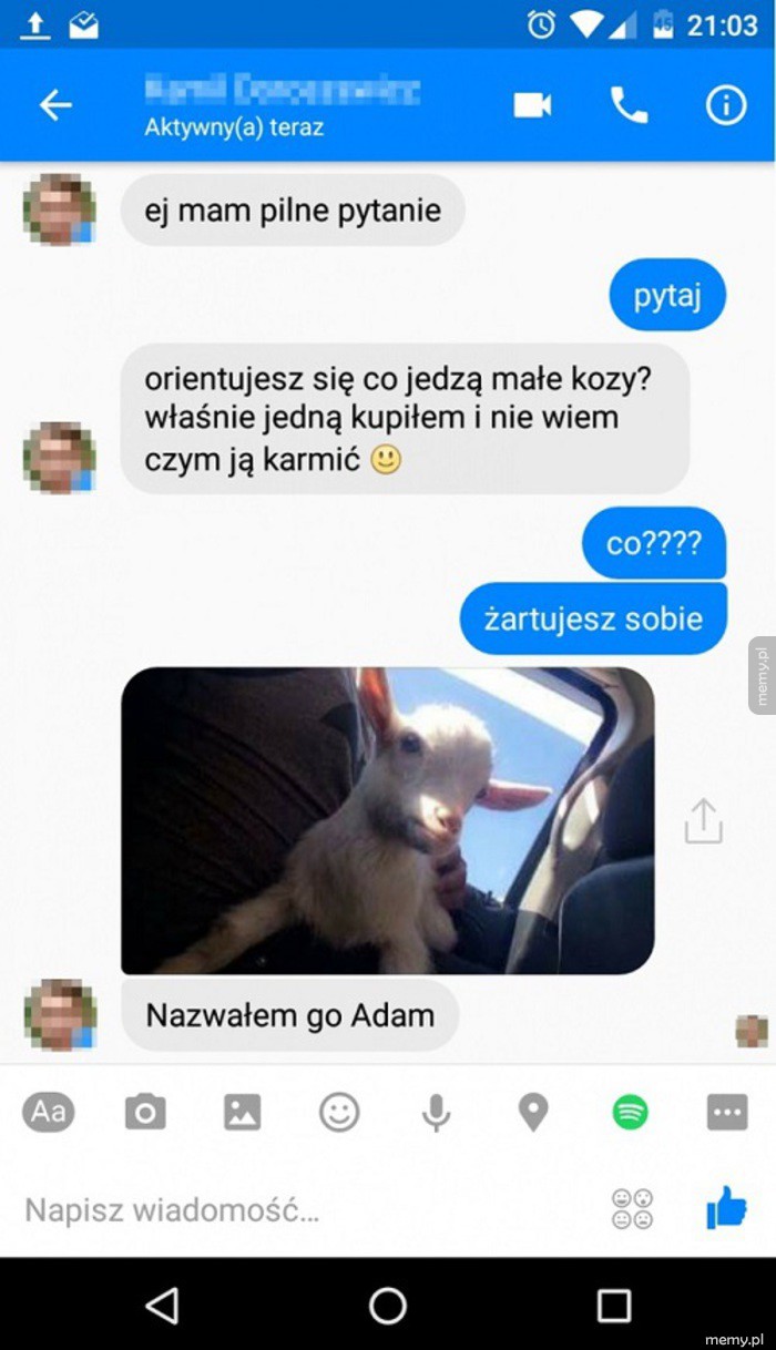 Co jedzą małe koty
